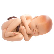 Ausbildung Hebamme/Entbindungspfleger