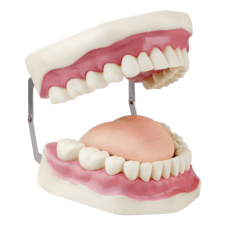 Ausbildung Duales Studium Dentalhygiene und Präventionsmanagement