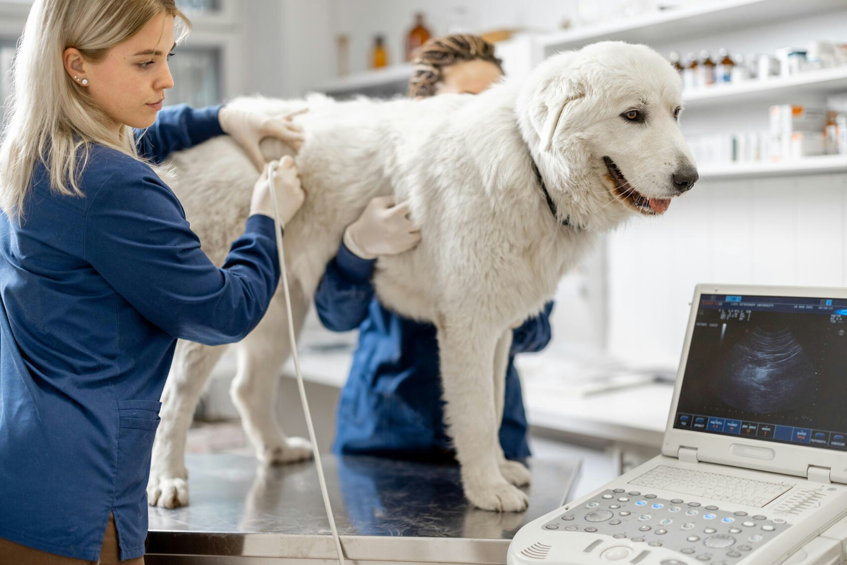 Tierarzt: Infos zum Beruf