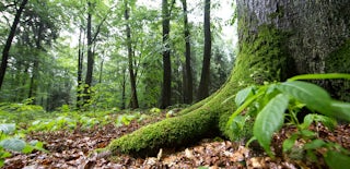 Wald Baerenthoren
